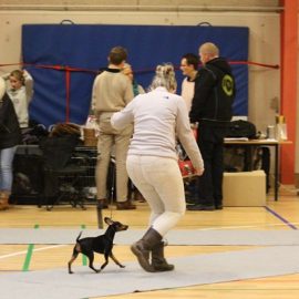 Tilmelding udstilling i Skensved Hallen