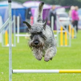 Introduktionskursus i Agility