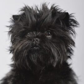 Opråb til Affenpinscher venner!