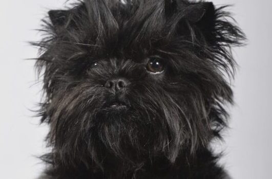 Opråb til Affenpinscher venner!